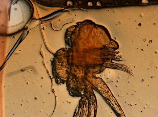 Eunicidae