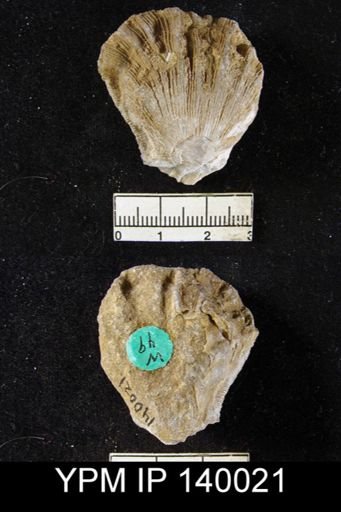 Streptorhynchus (Kiangsiella) pectiniformis