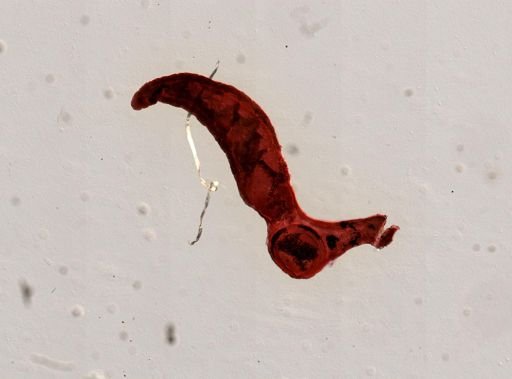 Gorgoderina