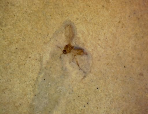Diptera?