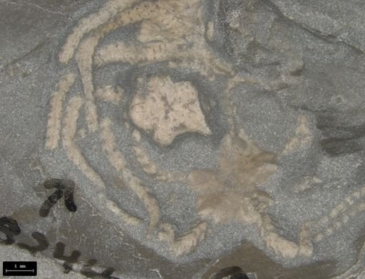 Aplocoma damesii