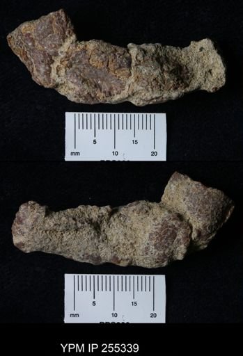 Pacifastacus chenoderma