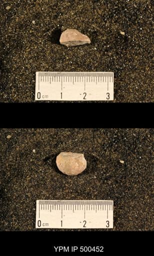 Enteletes plummeri