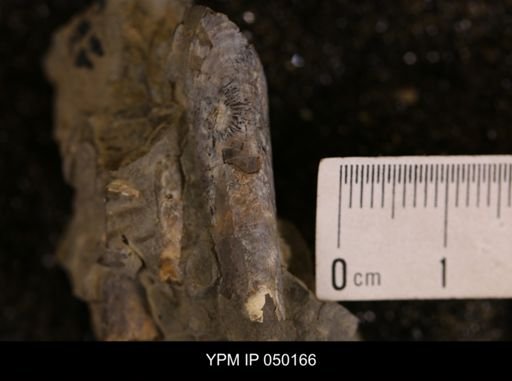 Baculites sp.
