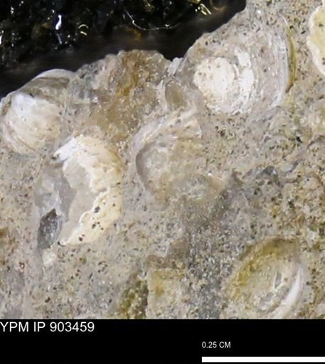 Corbulamella sp.
