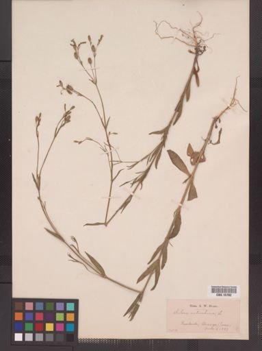 Plantae