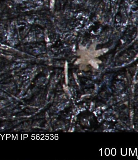 Porifera