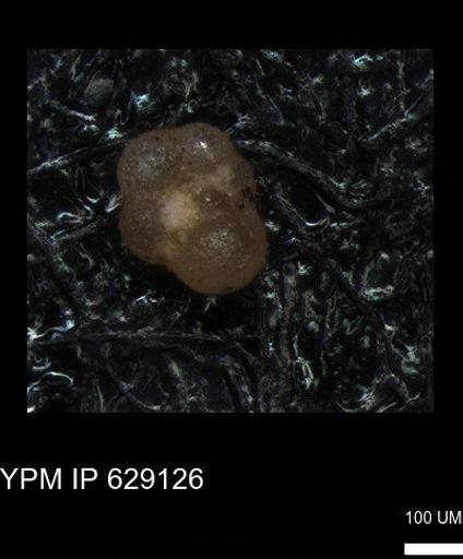 undet. Rugoglobigerinidae