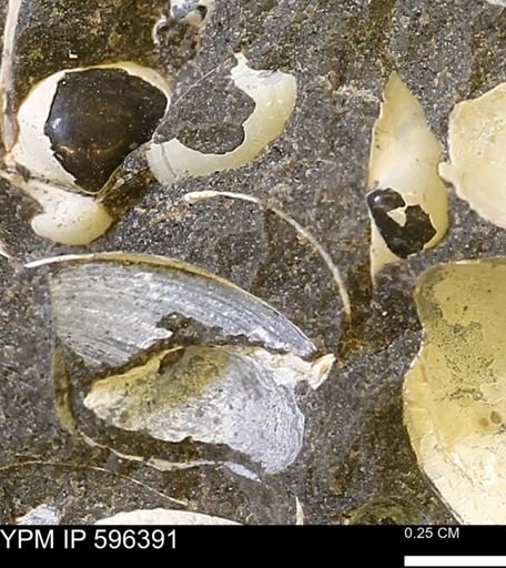Limopsis? striatopunctatus