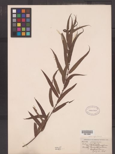 Salix nigra