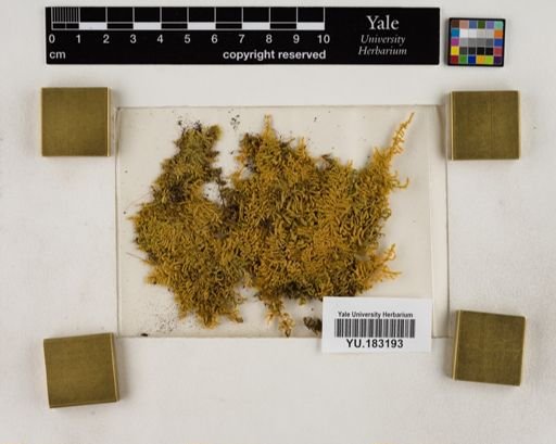 Plantae
