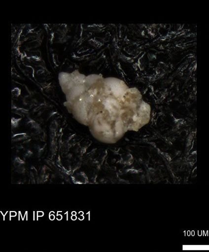 undet. Heterohelicidae