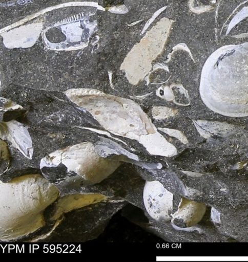 Protocardia sp.