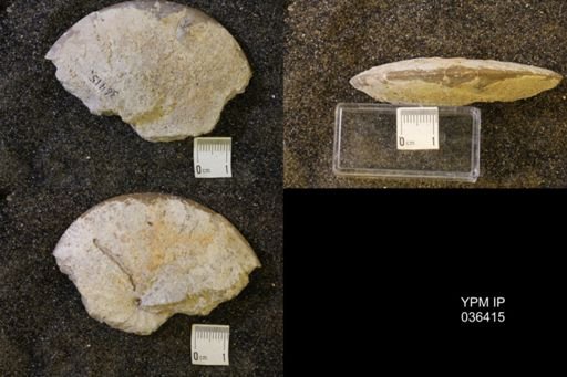 Sphenodiscus sp.