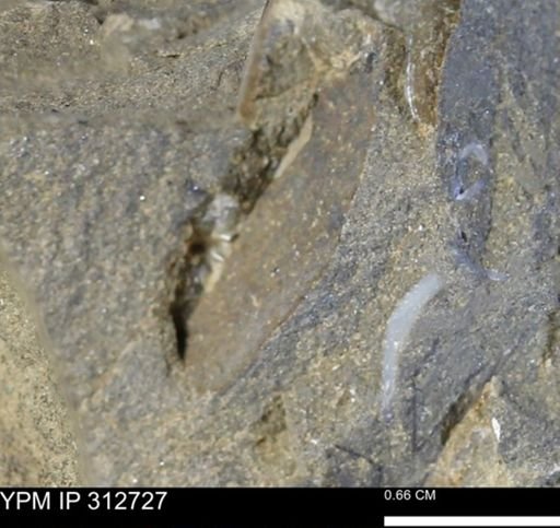 undet. Mollusca