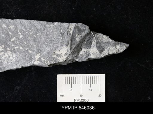 undet. Eurypterida