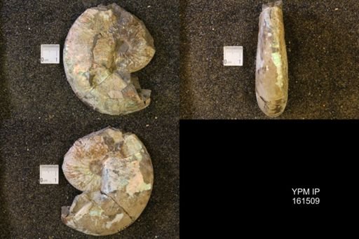 Hoploscaphites nicolletii