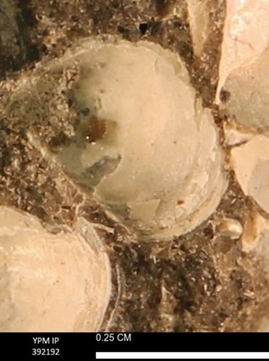 Protocardia sp.