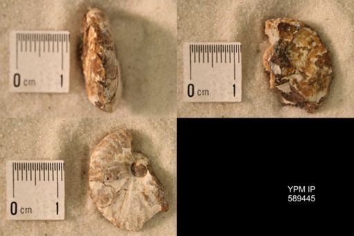 undet. Scaphitidae