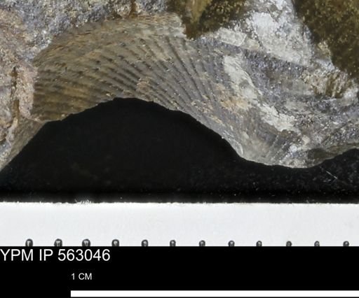 Oxytoma (Hypoxytoma) sp.