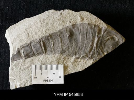 Baltoeurypterus sp.
