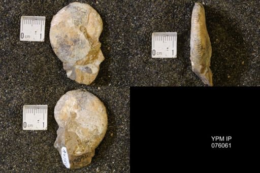 Hoploscaphites birkelundi