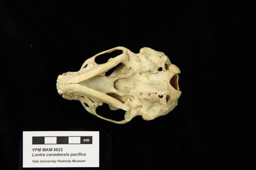 Lontra canadensis pacifica