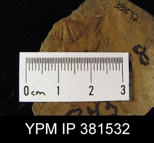 Tylothyris sp.