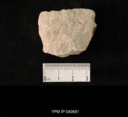 Hexapoda