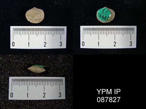 Nucleospira ventricosa