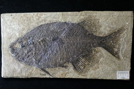 Phareodus testis