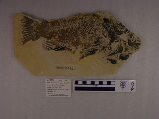 Priscacara serrata