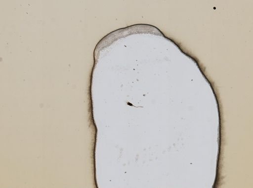 Collotheca ornata