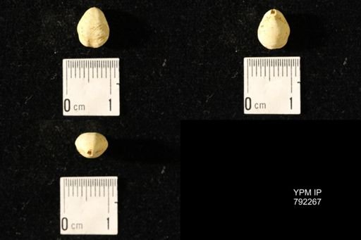 Dielasma elongatum