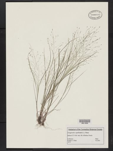 Eragrostis capillaris