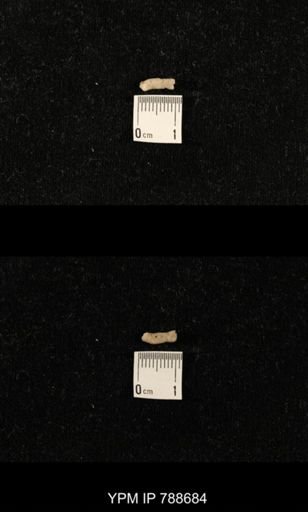 taxon undetermined
