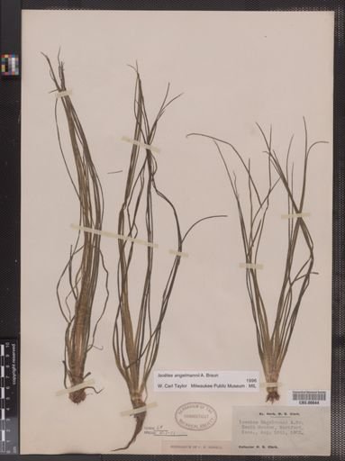 Isoetes engelmannii