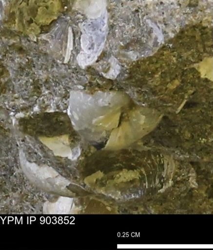Corbulamella sp.