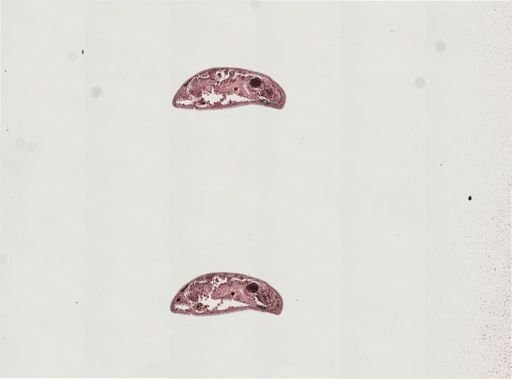 Plagiostomum morgani