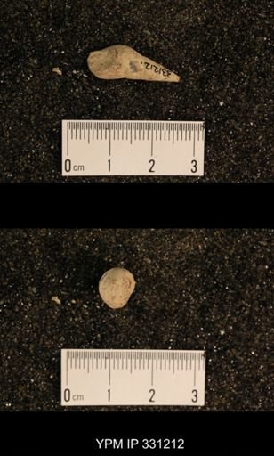 Meekospira sp.