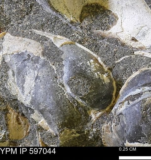undet. Bivalvia