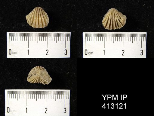 undet. Rhynchonellida