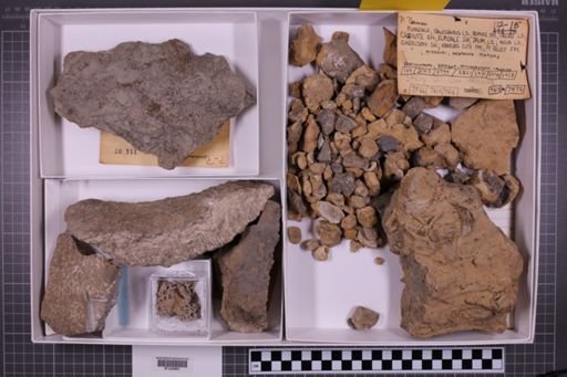mixed taxa, stratigraphic collection