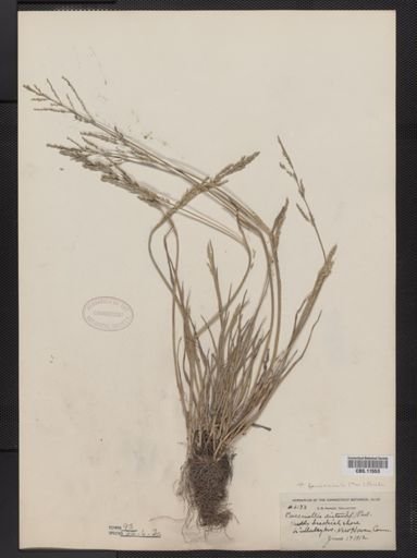 Puccinellia fasciculata