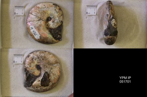 Hoploscaphites nicolletii