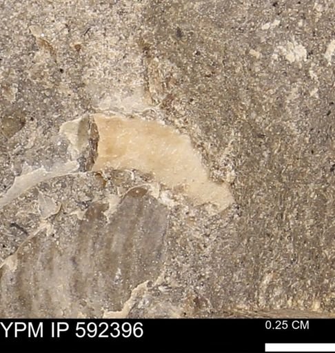 undet. Scaphitidae