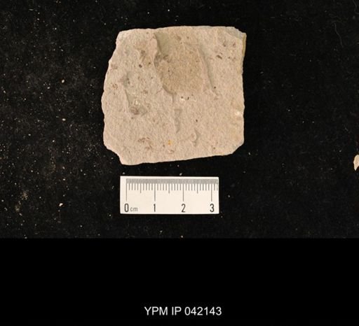 undet. Hymenoptera