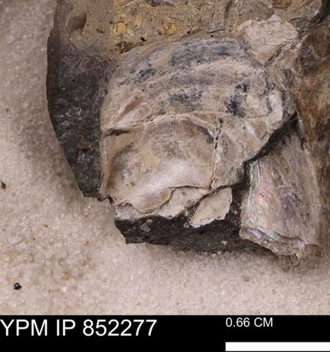 undet. Bivalvia