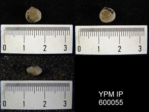 Rhipidomella hybrida