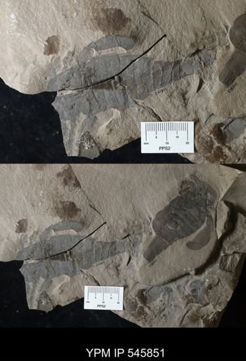 Eurypterus remipes